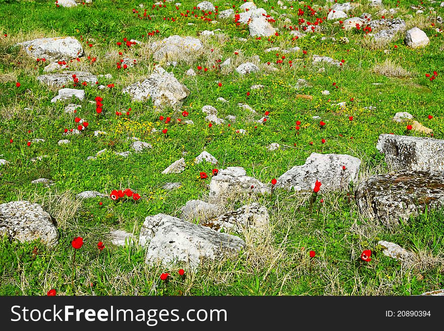 Image of meadow with stones and red poppy flowers