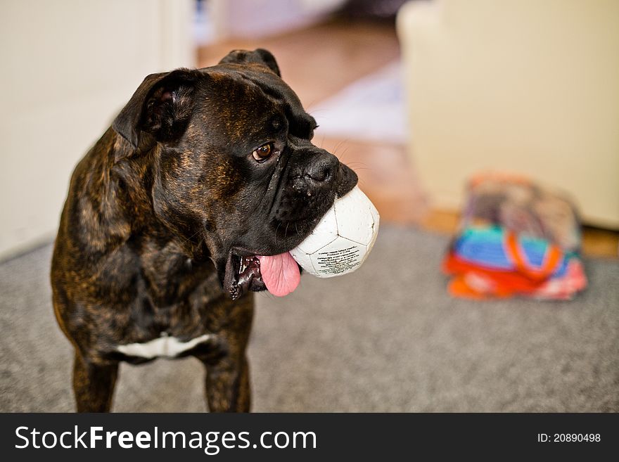 Boxer dog with a ball indoors