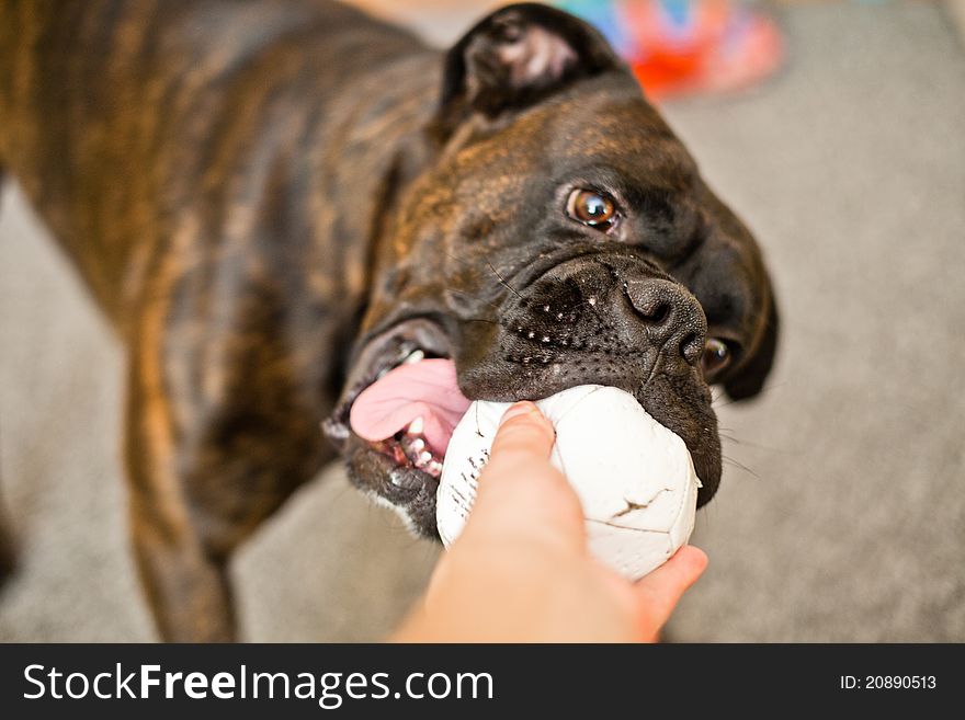 Boxer dog with a ball indoors