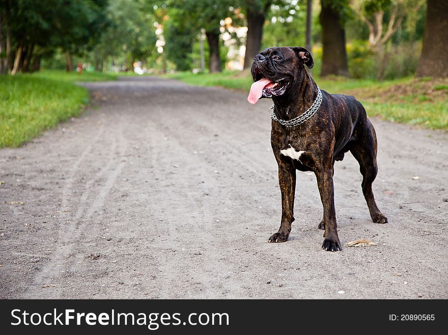 Boxer dog on a dirt road in park