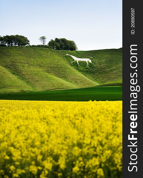 Cherhill White Horse chalk hill figure with flower meadow in the foreground. Cherhill White Horse chalk hill figure with flower meadow in the foreground.