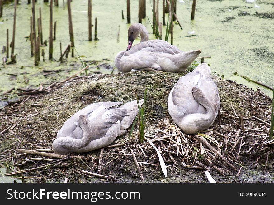 Three swans resting in a marsh