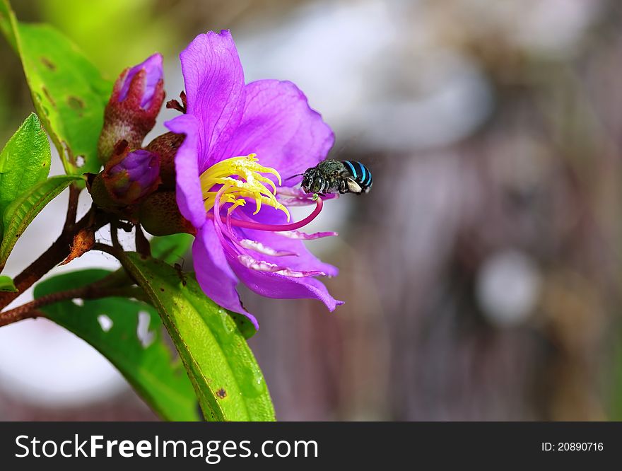 This is an image of a blue black bee. its abdomen has a shiny blue and black stripes. this is a rare invertebrate insect to pollinate the purple flower, Kuduk-Kuduk as it is called in Brunei. other insects like ants and birds and we can eat those little ripen fruits. it tastes sweet. the leaves are rough and grasshoppers and caterpillars are favoured with them. This is an image of a blue black bee. its abdomen has a shiny blue and black stripes. this is a rare invertebrate insect to pollinate the purple flower, Kuduk-Kuduk as it is called in Brunei. other insects like ants and birds and we can eat those little ripen fruits. it tastes sweet. the leaves are rough and grasshoppers and caterpillars are favoured with them.