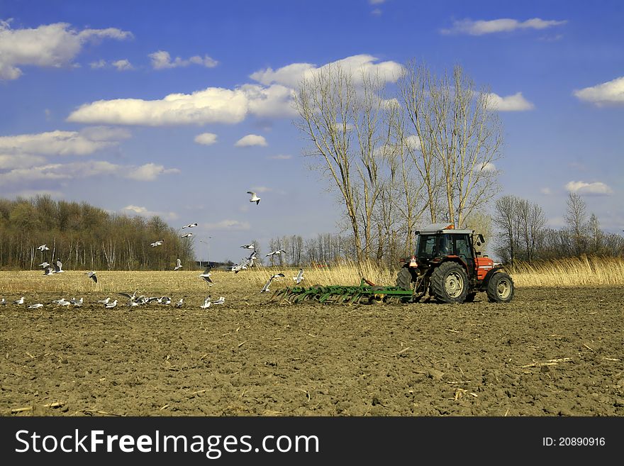 Tractor in field followed by birds on a beautiful day