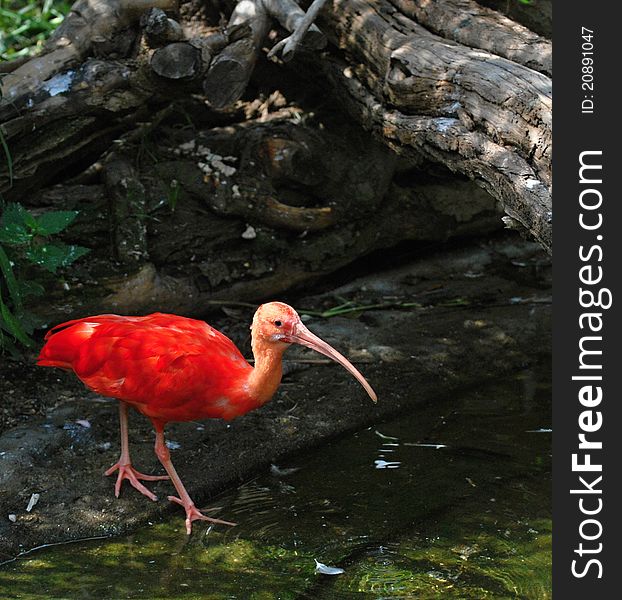 Scarlet Ibis (Eudocimus ruber)