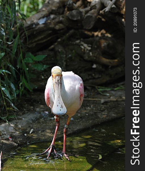 Roseate Spoonbill (Platalea ajaja) in captivity