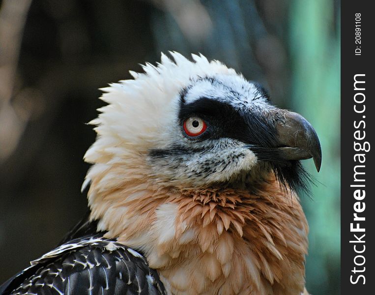 Bearded Vulture (Gypaetus barbatus) portrait