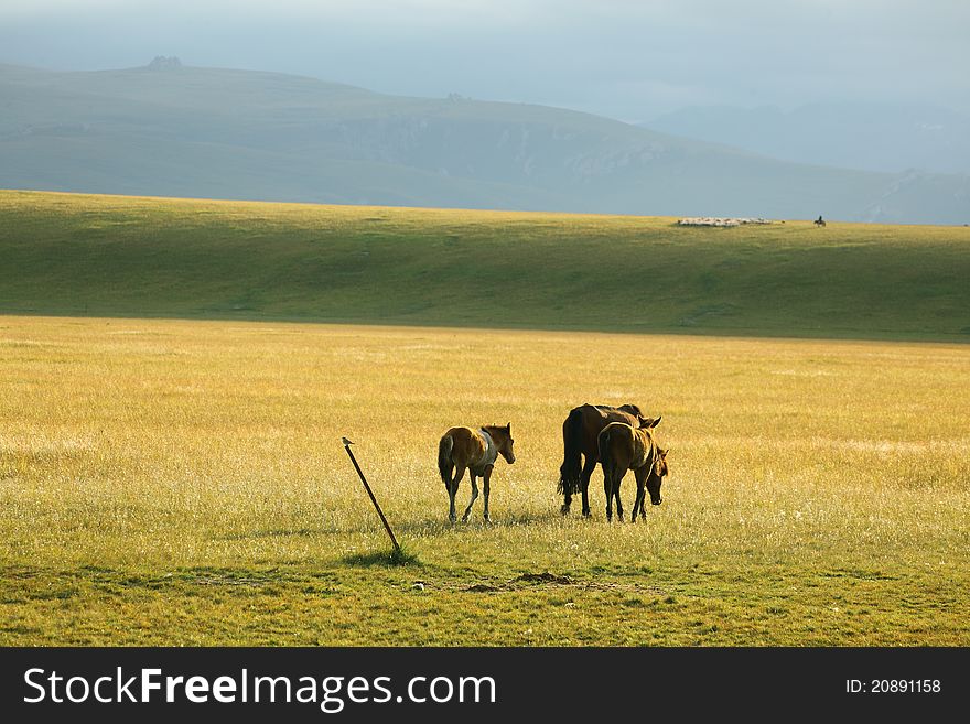 Tianshan ranch life of horses. Tianshan ranch life of horses