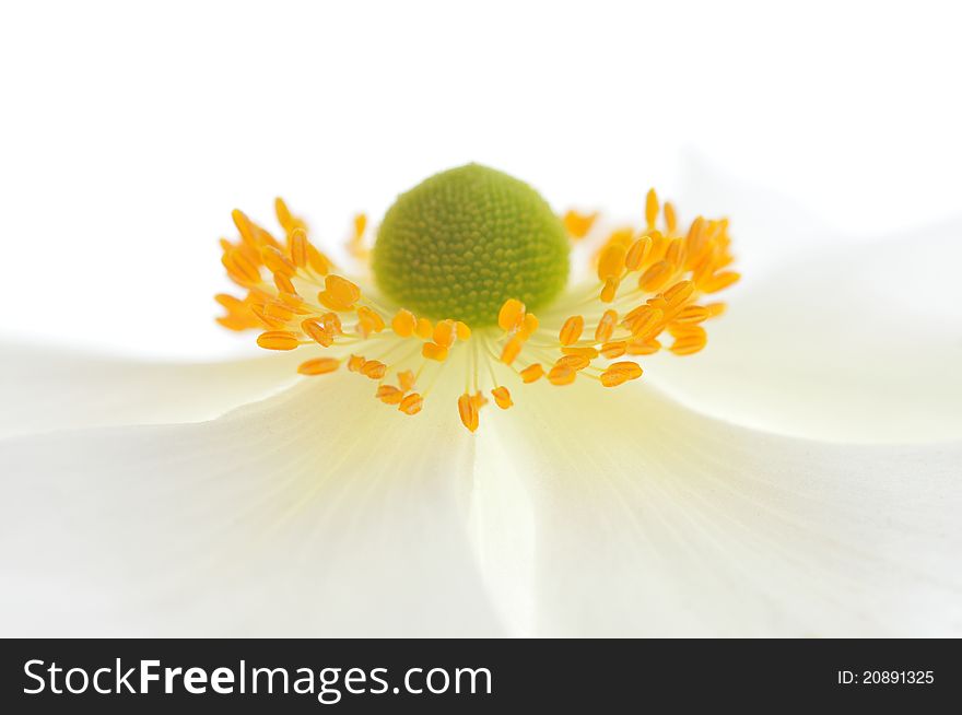 White anemone flower on white