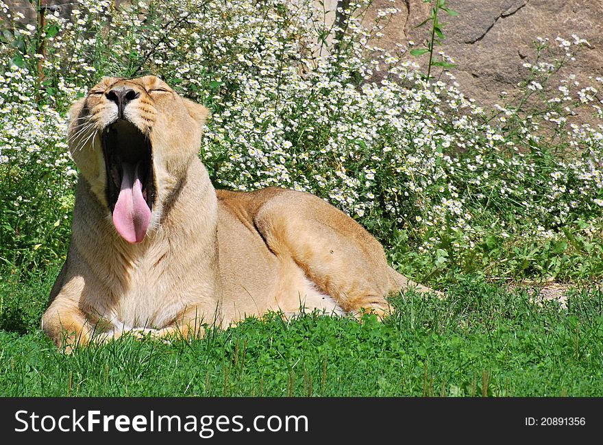 Yawning lioness on the floral background