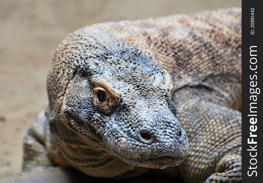 Endangerd Komodo dragon in captivity