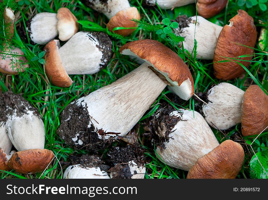 The many mushrooms on green grass