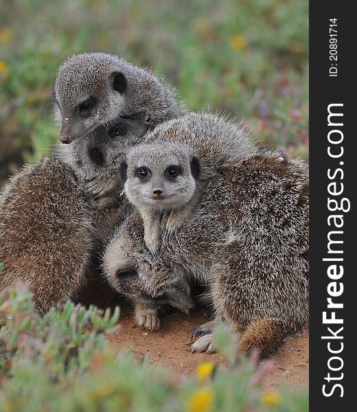 A group of meerkats watching out. A group of meerkats watching out