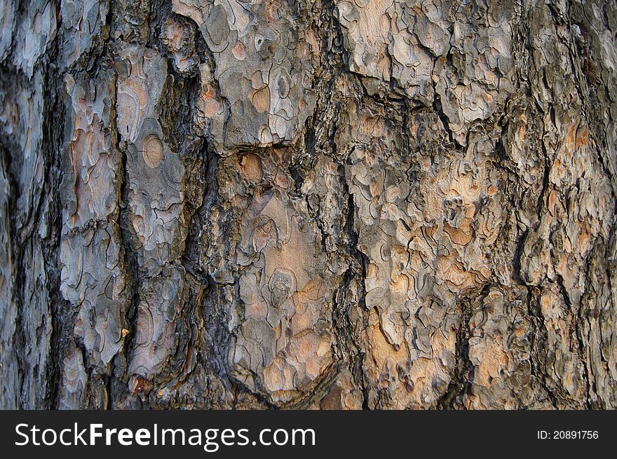Cortex Old Tree Close-up