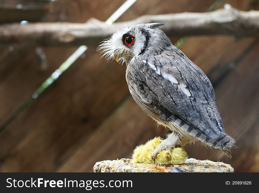 Owl With A Dead Chicken In Its Claws