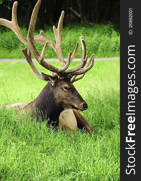 A bull elk resting in the green grass