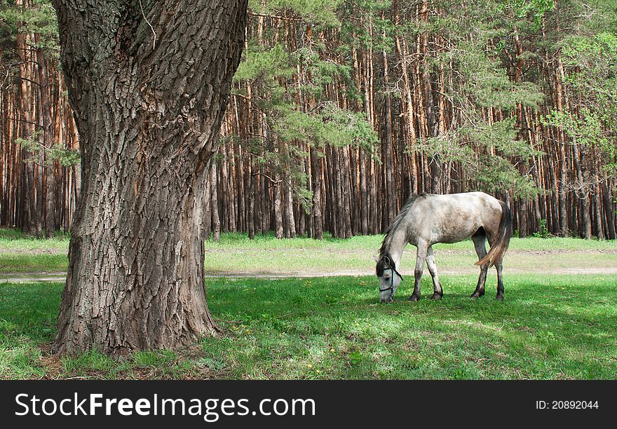 Horse grazing on the meadow under the tree