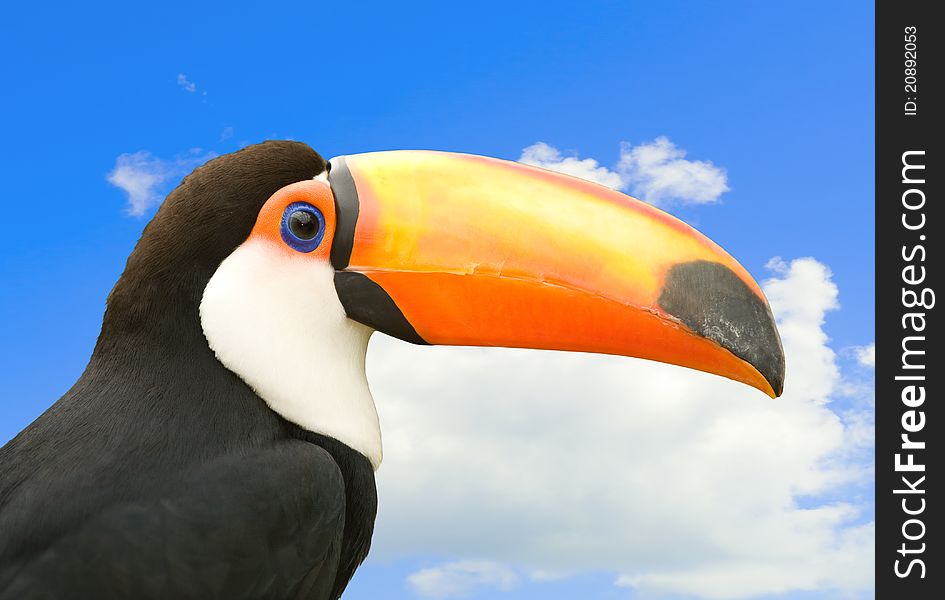 Toucan with sky in background.