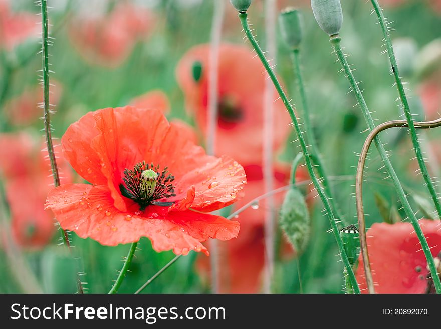 Red Poppy Field After Rain