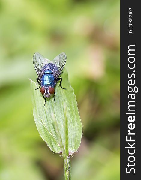 A macro shot of a blue bottle fly, also called a latrine fly. A macro shot of a blue bottle fly, also called a latrine fly.