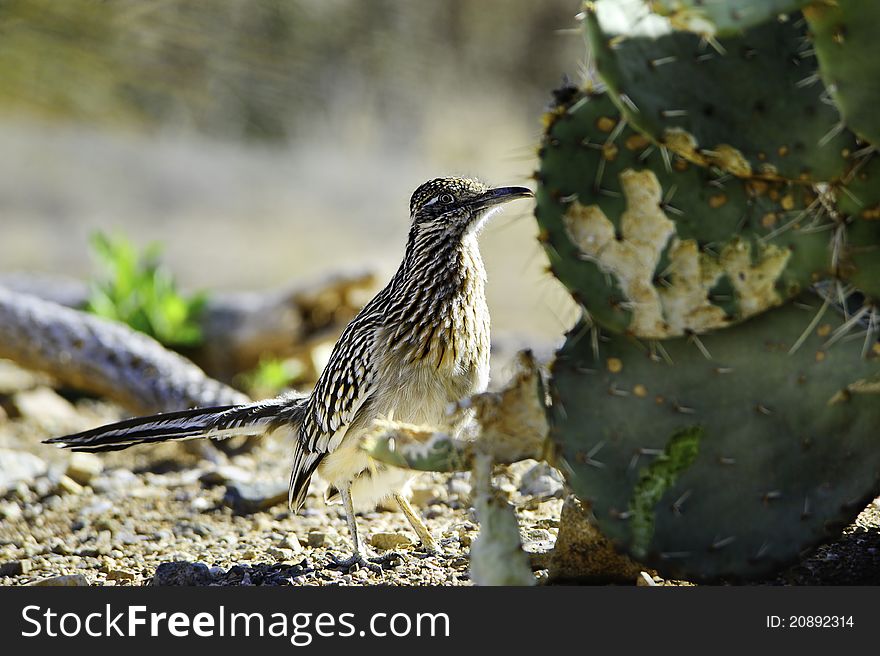 A roadrunner pecking at a cactus
