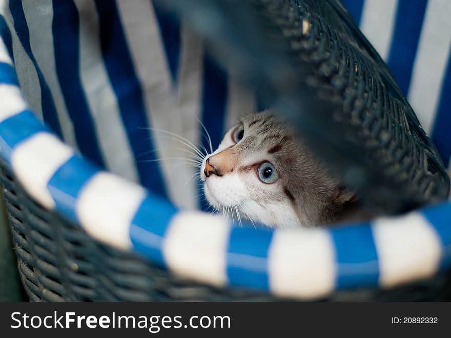 Cat surprised in hidden place. Cat surprised in hidden place