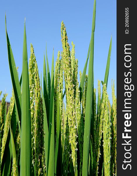 Summer Farmland Planting paddy rice