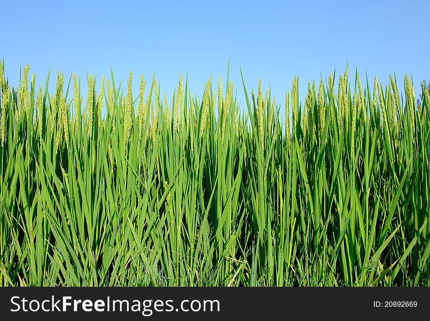 Summer Farmland Planting paddy rice