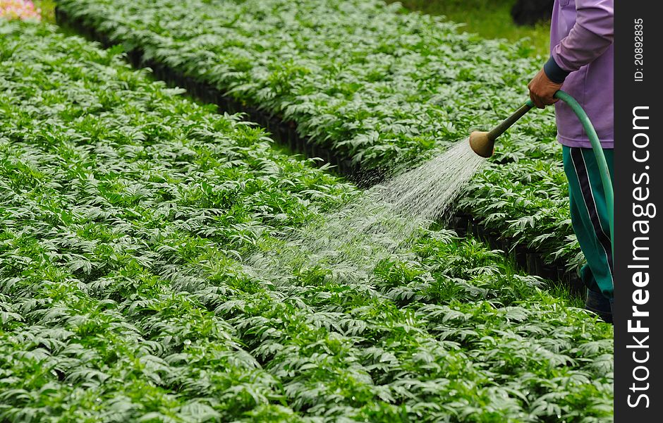 Seedlings of the same sort at farms