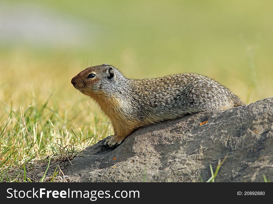 Columbian Ground Squirrel On A Rock