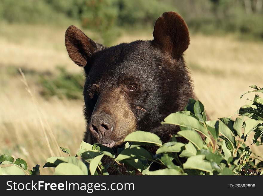 Black Bear Eating Buffalo Berries