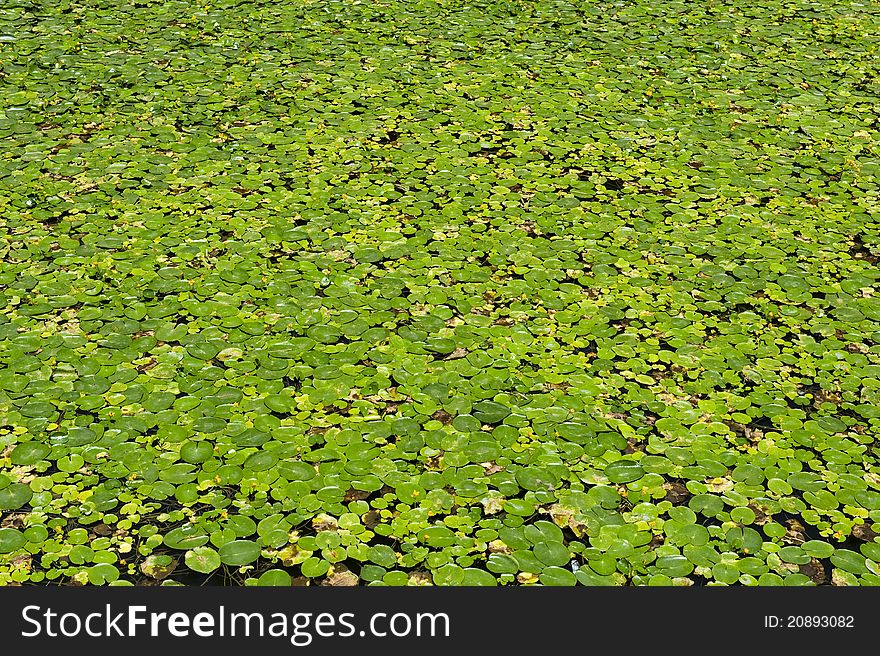 Summer pond planting water hyacinth