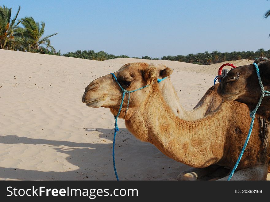 Arabian camels in the Sahara desert is hot. Arabian camels in the Sahara desert is hot