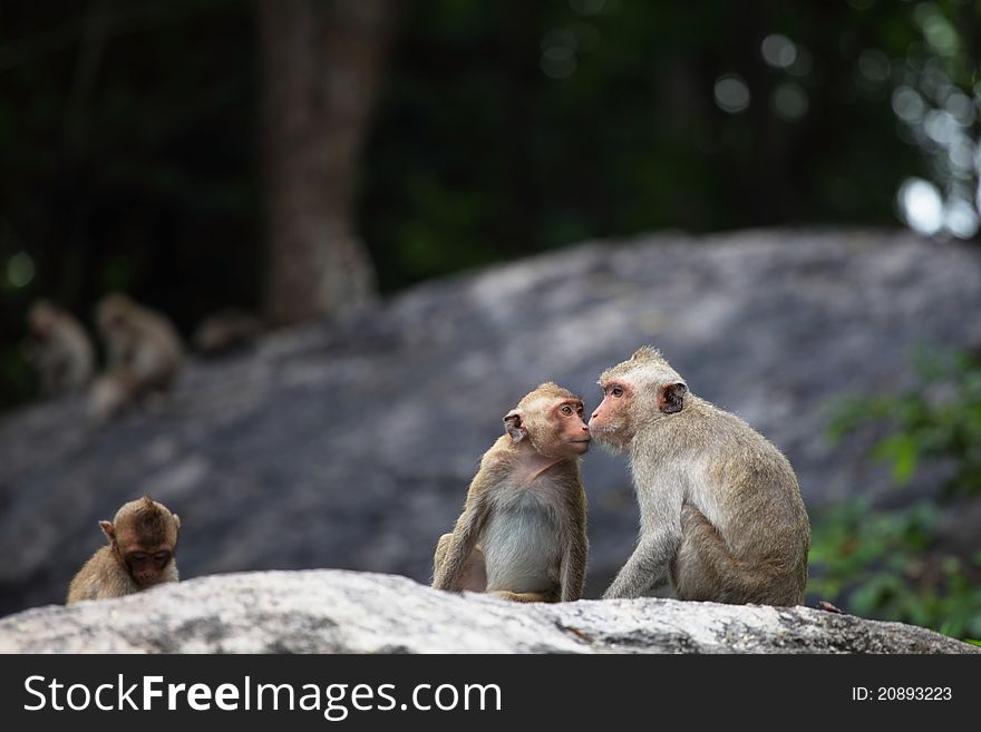 Wildlife little monkey on the rock mountain and kissing mom. Wildlife little monkey on the rock mountain and kissing mom