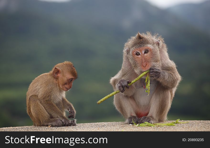 Little Monkey And Mom Sitting On Floor