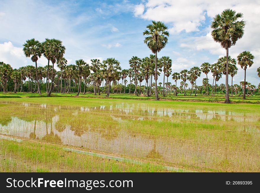 Tree and the field rice on the blue sky in the thailand.