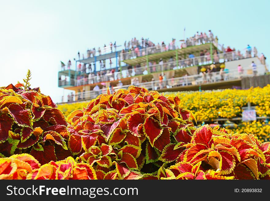 Garden flower festival in thailand