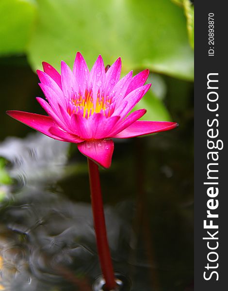 Beautiful pink water lily on the River