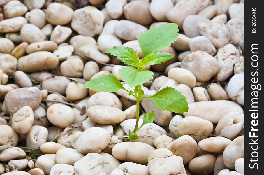 Small Plant Grow Up On  Gravel