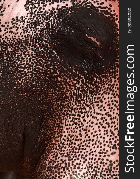 Elephant Closeup