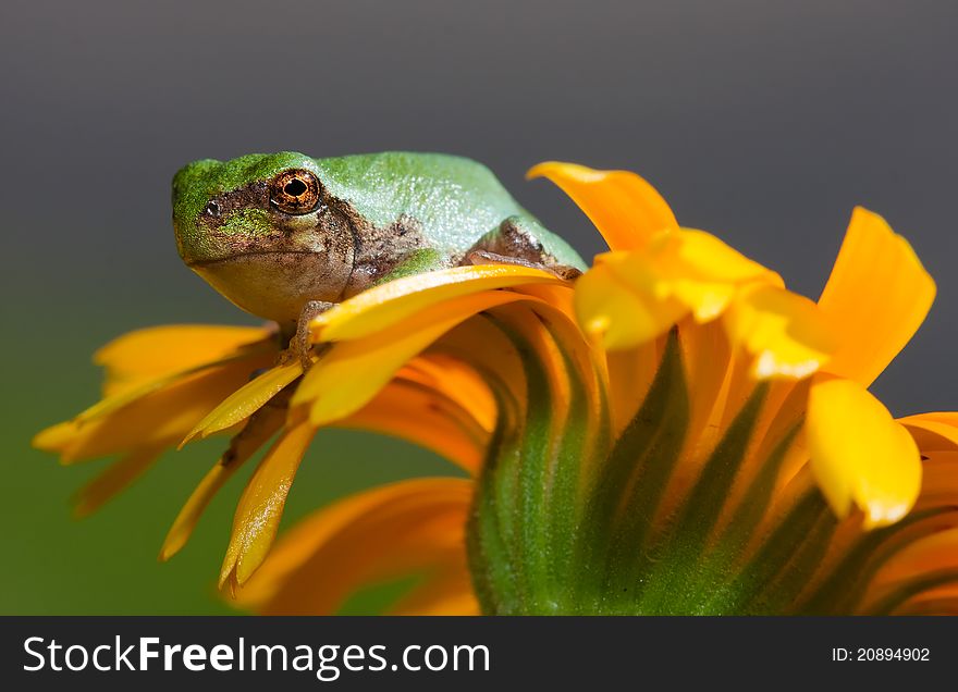 Immature gray tree frog sitting on a daisy.