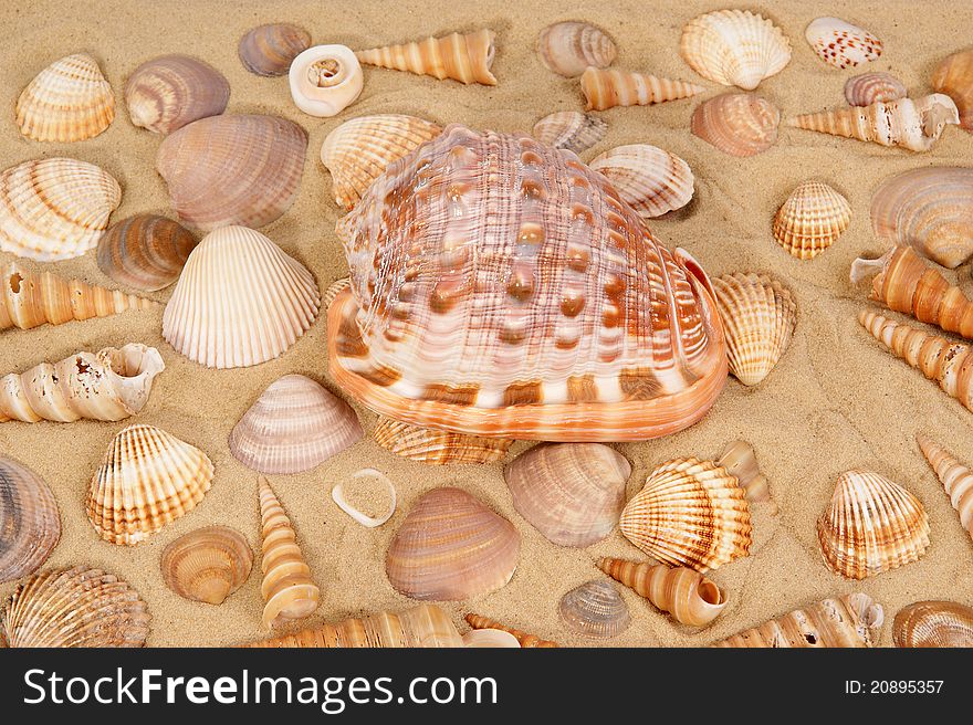 Large seashells on the sand, Studio shot