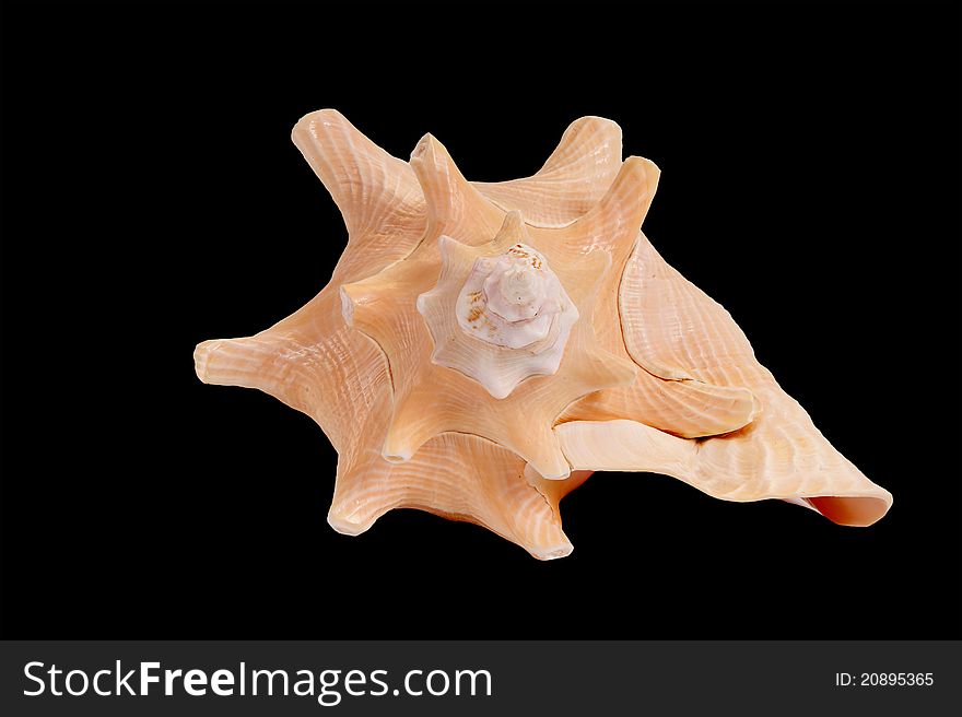 Large seashell on a black background, Studio shot