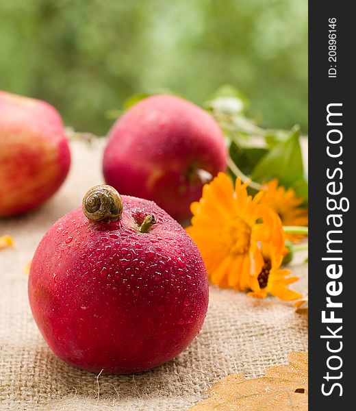 Fresh ripe apple with snail. Selective focus