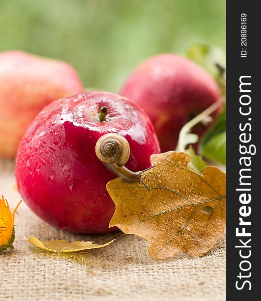 Fresh ripe apple with snail. Selective focus