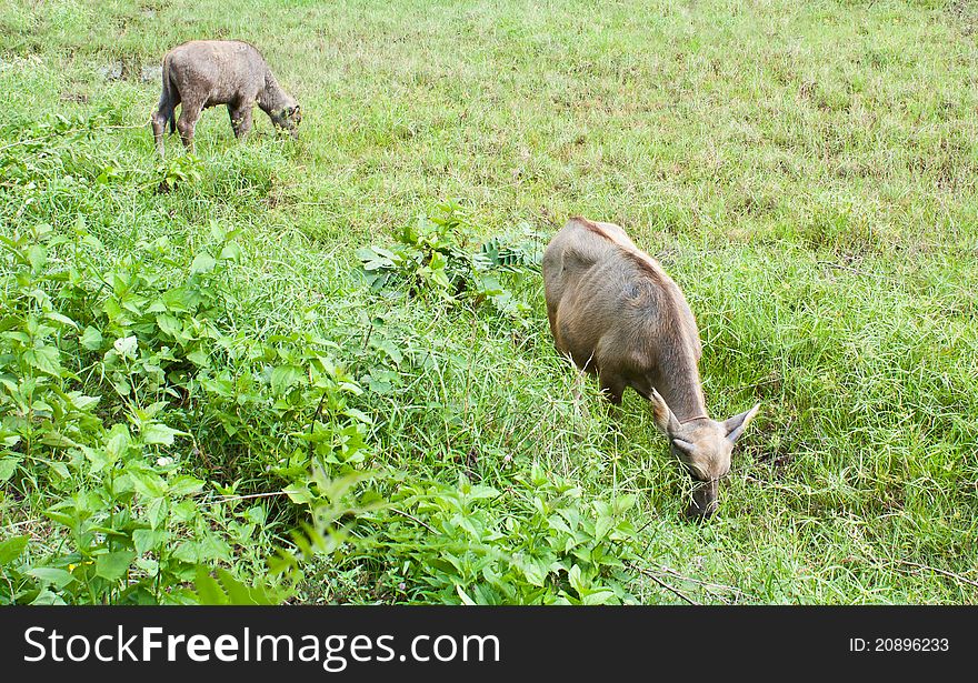 Buffalo In Thailand