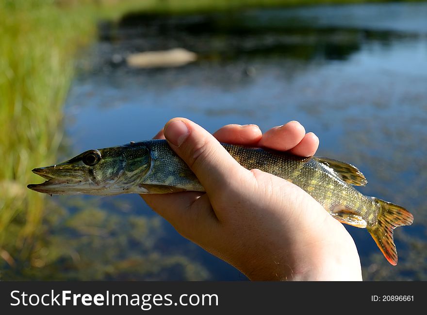 Small pike in angler's hand. Small pike in angler's hand