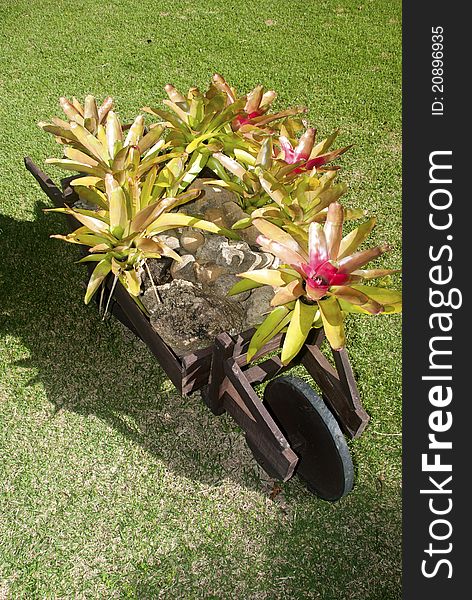 Wheelbarrow And Bromelias