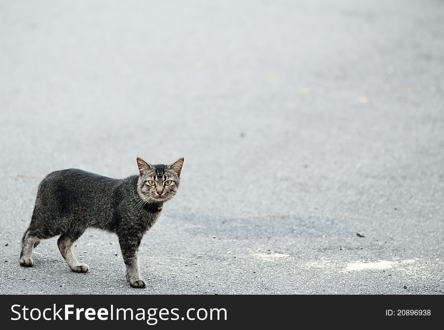 View of a street cat taken with telephoto lens. View of a street cat taken with telephoto lens