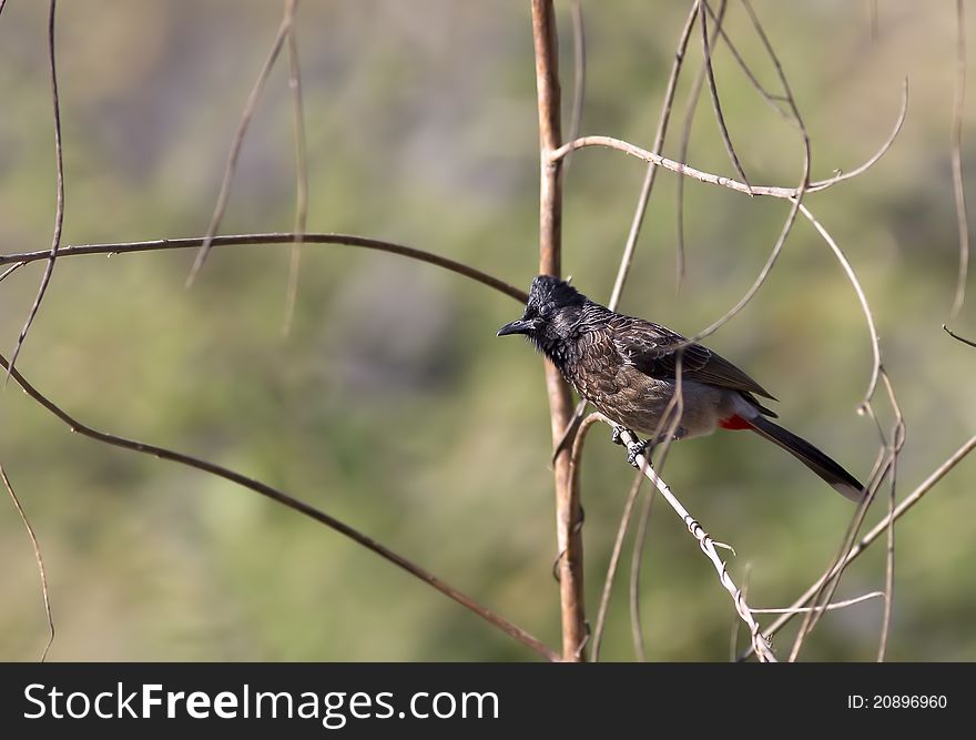 A red vented bulbul sitting on a branch